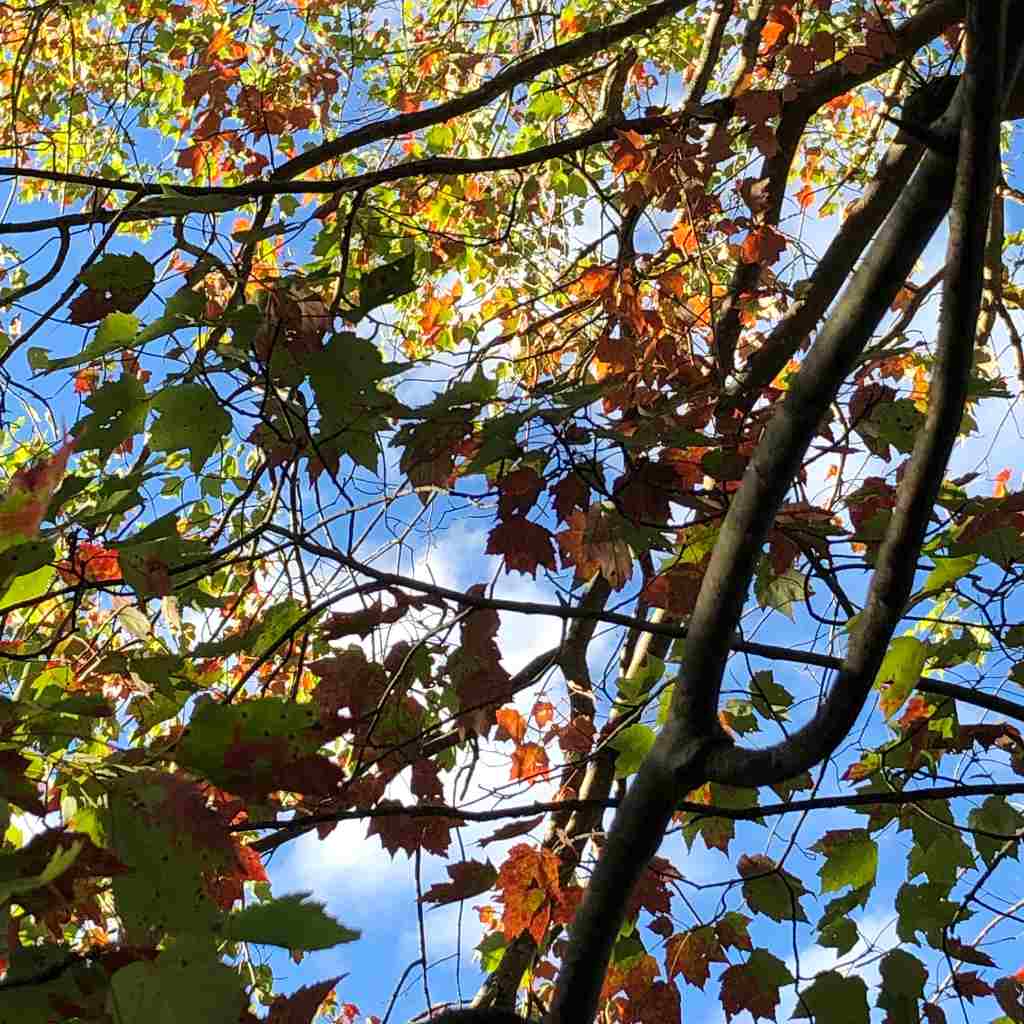 Dappled Fall Trees Sky