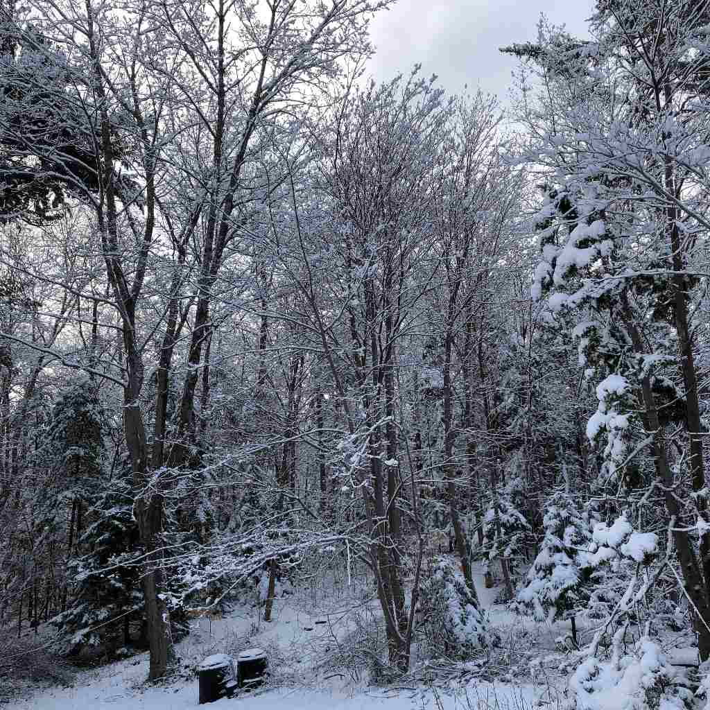 Winter Snowy Trees Pastel Skies